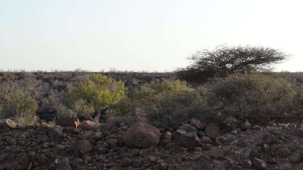 Brousse près Djibouti